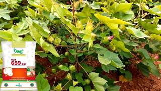 RCH 659 Good cotton field