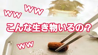 バジェットガエルのエサやりと水換え