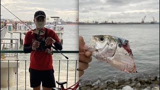 Singapore Fishing: Ajing at Punggol Attacked by Barracudas