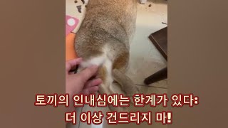 토끼의 인내심에는 한계가 있다: 더 이상 건드리지 마!