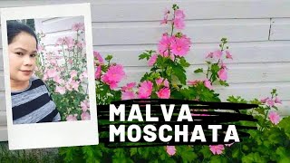 Malva Moschata(Musk Mallow)