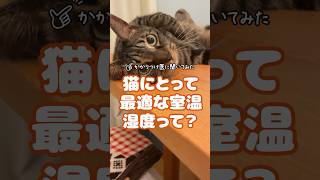 【かかりつけ医に聞いてみた004】猫にとっての最適な室温\u0026湿度は？ #shorts  #ねこのいる生活 #猫好き #段ボールハウス  #ニャンテコッタ