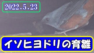 №3 イソヒヨドリの育雛  2022 05 23