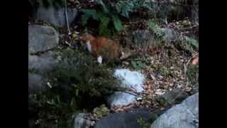 昇玉堂の野猫－昇仙峡　2013，12　DSCF9684