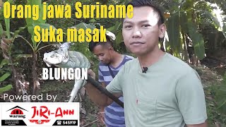 Orang jawa Suriname suka makan Blungon (Iguana)