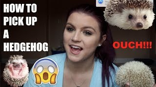 HOW TO PICK UP A HEDGEHOG