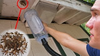 Vacuum vs Wasp Nest - Keeping Wasps as Pets