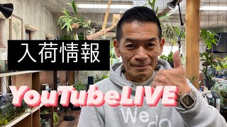 入荷情報LIVE  花苗　観葉植物　苔　【おうちでグリーン】【おうちでガーデニング】開花園チャンネル