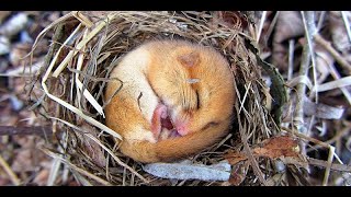 Morecambe Bay Sunset Series: Introducing the Hazel Dormouse