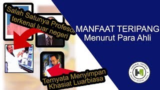 Manfaat Teripang Laut Menurut Para Ahli !!! Ternyata Menyimpan rahasia pengobatan luarbiasa