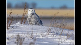 Snowy Owl and Great Gray Owl  Johnny yuan 野生视觉,The Last of the Mohicans 野生动物，鸟类，雪鴞，乌林鸮，落基山，加拿大，摄影，视频