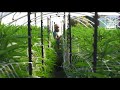 OCal Cannabis Certified Growers: True Mom and Pop, Humboldt County, California