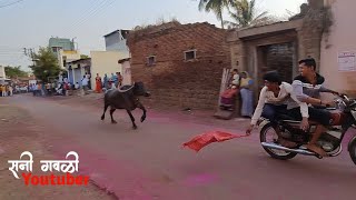 Miraj Buffalo Race | 🐃मिरज म्हैस शर्यत Akshay Sanjay Gavali यांच्या म्हैशींची झलक🔥| @SunnyGavali