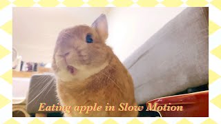 慢～動～作～吃～蘋～果～Rabbit eating in slow motion［兔子的日本生活］