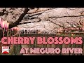 Meguro River Cherry Blossoms Promenade | JAPAN Forward