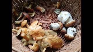 Aroma Dish: Eggs on Wild Mushrooms