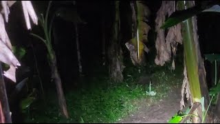 Live Misteri ‼️Explore Jalan setapak menuju pila nyi kunti