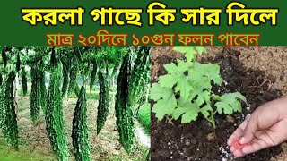 করলা চাষ পদ্ধতি। করলা গাছের পরিচর্যা। করলা গাছের কি কি সার প্রয়োগ করতে হবে।