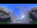 【擬似空撮360°vr】山崎川 四季の道の桜 2018 cherry blossom japan insta360 one flowstate