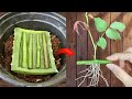 Just Aloe Vera! Rose Branches Take Root Immediately and Bloom Year Round