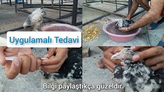 Brahma ( Kanatlı Hayvanlarda Ateşlenme Nasıl Düşürülür ) Uygulamalı Tedavi