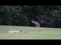 chupacabra caught on camera full video picayune ms hd