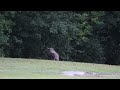 chupacabra caught on camera full video picayune ms hd