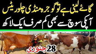 Today Gojra Maweshi Mandi | Cows Fresh Rates Update | Cow Mandi