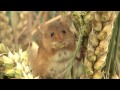 Harvest Mice