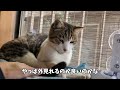 【猫さん歓喜】遂に新しい猫グッズが増えました