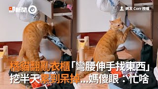 橘貓瘋狂翻衣櫃找罐罐　挖到累呆懷疑貓生｜寵物動物｜貓咪