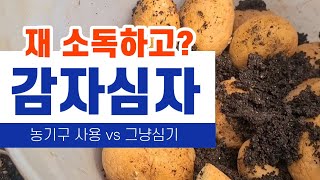 감자농사) 작년에 수확 한 감자로 씨감자 만들어 심는방법/수확시기