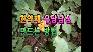 독초!!우담남성 만드는 방법과 법제하여 약으로 쓰는 천남성의 효능.