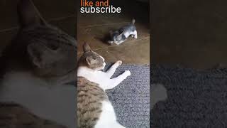 TRY TO DONT skip   BABY KITTEN SERIOUS FIGHT WITH MOTHER CAT BABY CAT FIGHT TRAINING