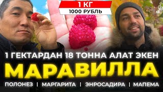 Сезондо 4.500.000 сом табам десеңер ушул сортторду тиккиле! Эң КИРЕШЕЛҮҮ бизнес!