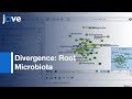 Divergence: Root Microbiota In Different Habitats-Weighted Correlation Networks l Protocol Preview