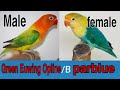 1 pair produce 6 different opline best love bird pairing.