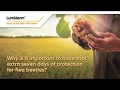 Lumiderm™, Extra 7 days protection for flea beetles | Corteva Agriscience Canada