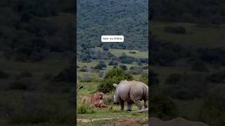 Lion vs Rhinos Battle