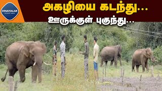 குடியிருப்பு பகுதியில் முகாமிட்டுள்ள 2 காட்டு யானைகள் | Wild elephants enterning the residential