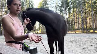 Horse Bites After Warning