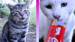 たける君、広子ﾁｬﾝのご飯とっちゃった【メグミの猫友】