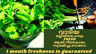 Preserving tips for coriander leaves|മല്ലിയില ഒരുമാസംവരെ ഫ്രിഡ്ജിൽ ഫ്രഷ് ആയി ഇരിക്കുമോ?