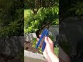 squidtrainer v3.5 balisong tricks fanning shorts