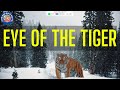 Survivor - Eye Of The Tiger (REMIX) | The Big 80's Guys