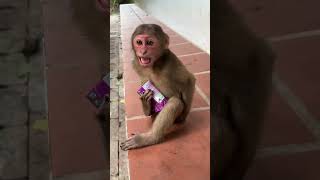 Try to feed milk to Abandoned stumptail monkey Baloo