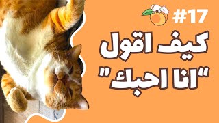 كيف تقول لقطتك انا احبك؟