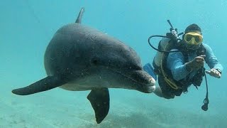 Buceando con delfines el día de Reyes 2022.                     787-225-4535 Clases de Buceo