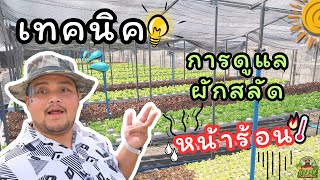 เทคนิคดูแลผักสลัดช่วงหน้าร้อน ปลูกยังไงให้รอด โตไว แข็งแรง | O'ponic Farm