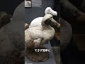 「ドードー鳥の悲劇！人間の影響で絶滅した鳥の真実」 animal いきもの 動物